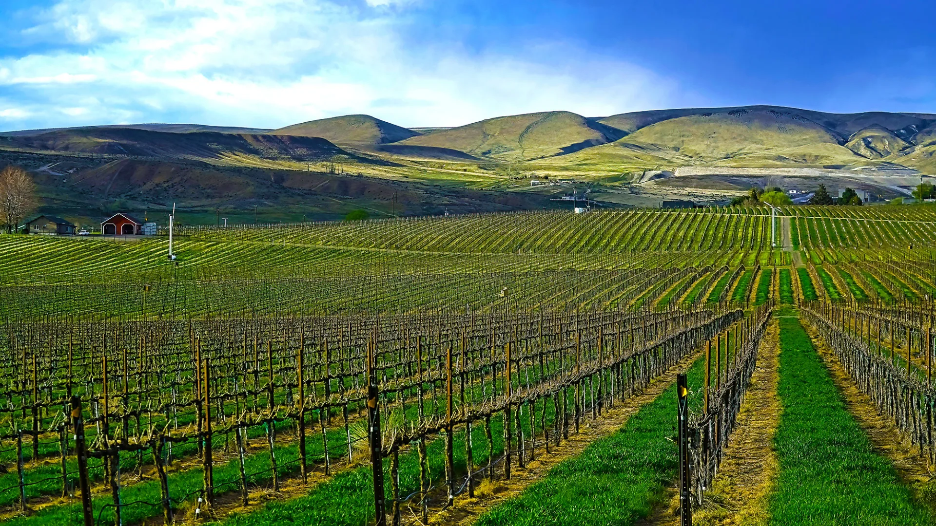 Photo of a vineyard in Yakima Valley